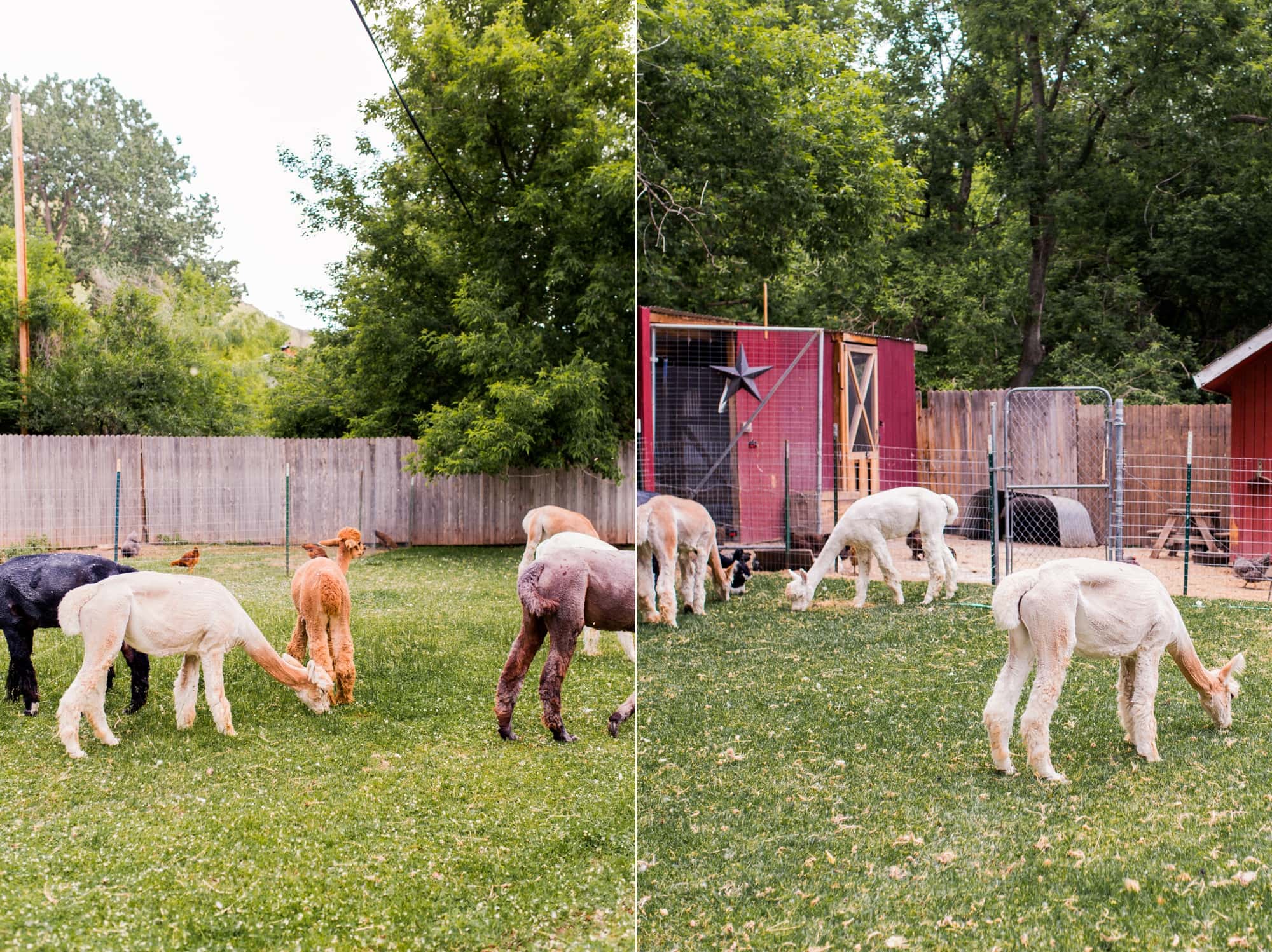 Lyons, Colorado Wedding Photographer